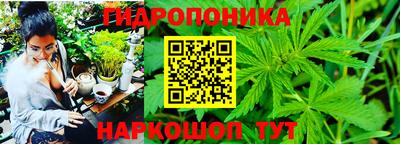 ешки Кингисепп